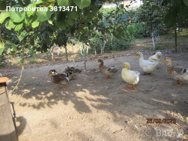 зайци и патeшки яйца, снимка 4 - Патици и гъски - 42446270