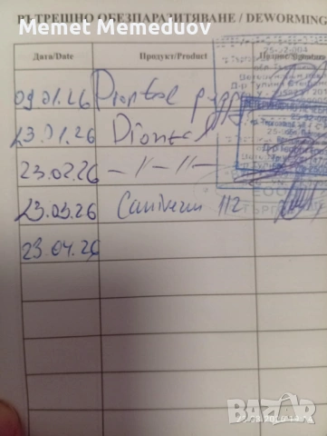 Йорки последното момченце за мераклии