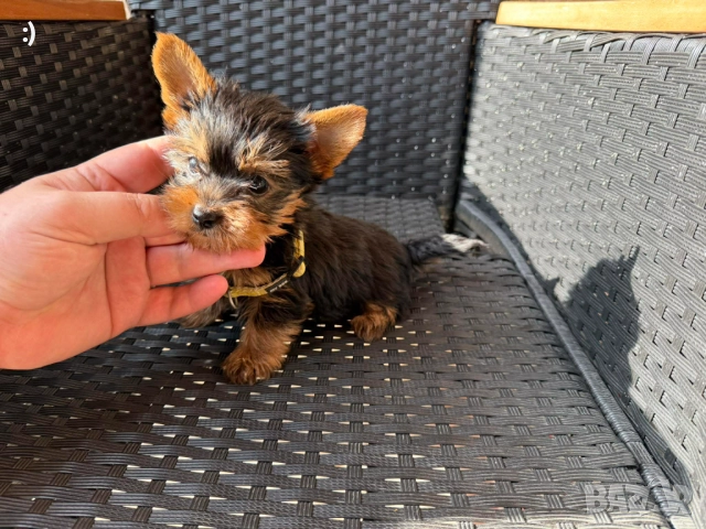 Мини Йоркширски терие Актулано от 19.12.2025, снимка 4 - Йоркширски териер - 52839445