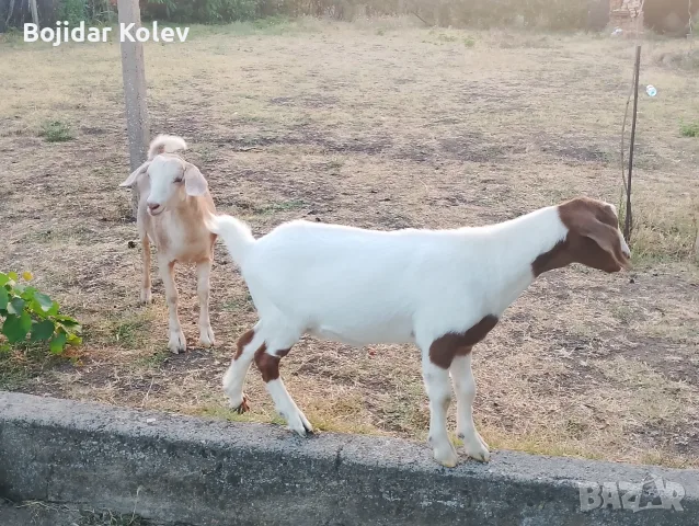 Продавам 2 женски ярета