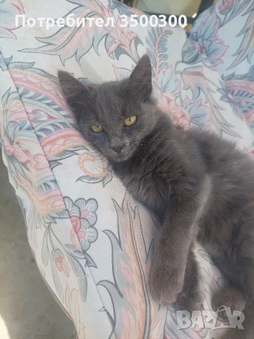 Руска синя котка, снимка 4 - Руска синя котка - 56137794
