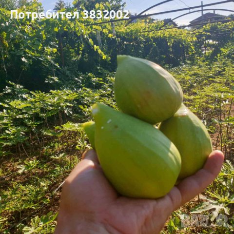 Далматинска смокиня