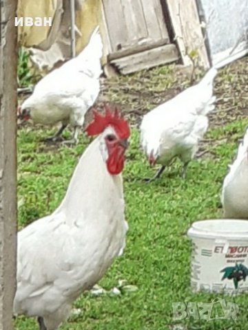 оплодени яйца  от синьо  и бяло брезе, снимка 9 - други­ - 17015852