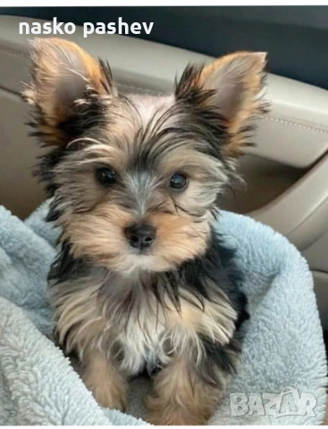 Продавам мъжко йоршински териер , снимка 5 - Йоркширски териер - 54251705