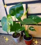 Комплект от три вида monstera, може и по отделно, снимка 5