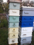 Пчелни семейства , снимка 1 - За пчели - 44718803