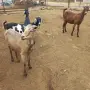 продавам 4 ярета, снимка 6