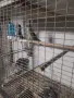 Свободни корели, чифт поини и чифт монаси, снимка 8