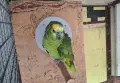 Папагал Синьочела амазона женска, снимка 1