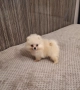 Померан померан, снимка 5