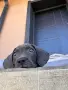 Кане Корсо - Cane Corso кученца, снимка 6