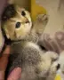 Шотландско клепоухо котенце. Златна чинчила. Scottish fold. Момче, снимка 6