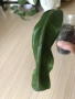 Philodendron Patriciae , снимка 6