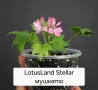 Мушкато LotusLand Stellar, снимка 3