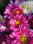 💜🌿🩷 Високостеблени хризантеми , снимка 11