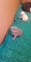 Британски късокосмести котенца цвят колорпойнт 