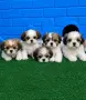 Ши Тцу Shih Tzuu, снимка 2