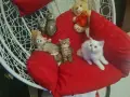 Британски късокосмести , снимка 9