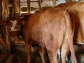 свободни дебели за клане или дамазлък , снимка 6