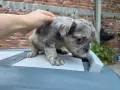 Синьо Мерле Флъфи френски булдог , снимка 3