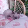 Котка порода сфинкс, снимка 8