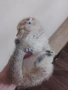 продавам шотландски клепоухи котета, снимка 2