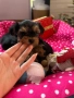 Мини йорки , снимка 6