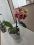 phalaenopsis в самополивна саксия , снимка 1