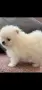 Померан -  мини, снимка 2