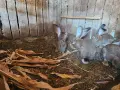 Зайци белгийски великан , снимка 18
