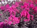 Индийски люляк Lagerstroemia indica Black Diamond Crimson red, снимка 5