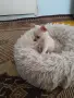 Чихуахуа женско , снимка 6