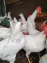 Продавам носачки, снимка 1