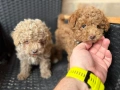 Мини Пудели  Актуално от 22.3.202, снимка 2