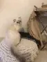 Шотлански котета, снимка 9