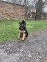 Немски Овчарки, снимка 2