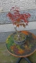 бонсай японски клен bonsai Acer palmatum , снимка 10