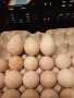 ПРОДАВАМ РАЗПЛОДНИ ОПЛОДЕНИ ПУЕШКИ ЯЙЦА, снимка 12