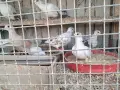 Млади гугутки 4 броя, снимка 1