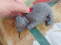 Подарявам!Плюшена играчка 🐭 мишка, снимка 5