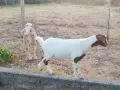 Продавам 2 женски ярета, снимка 1