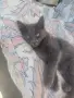Руска синя котка, снимка 4