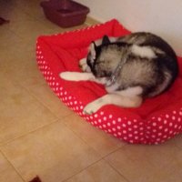 Легло за едро куче , снимка 5 - За кучета - 31311692
