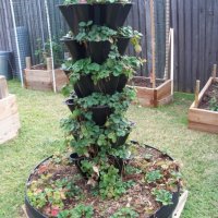 Ягоди - Разсад, снимка 9 - Градински цветя и растения - 42598885
