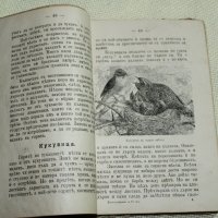 Естествознание / 1902 г./, снимка 7 - Антикварни и старинни предмети - 40329024