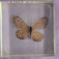 пеперуда в смола / стъкло, снимка 4 - Антикварни и старинни предмети - 42275027