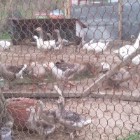  Пилета, гъски, патици, пуйки, копринки, снимка 2 - други­ - 36742027
