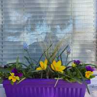 Пролетни цветя в сандъче, снимка 1 - Градински цветя и растения - 44913354