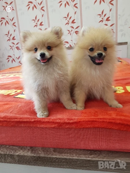 ПОМЕРАН ПОМЕРАНИ ГР. СОФИЯ, снимка 1