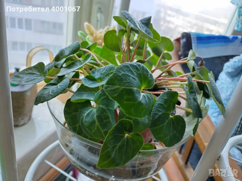 стайна бегония, снимка 1